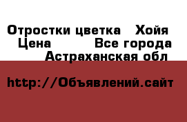 Отростки цветка  “Хойя“ › Цена ­ 300 - Все города  »    . Астраханская обл.